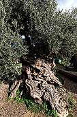 Hania - Inland from Kolimbari. One of the oldest olive trees in existence at no Vouves with the 4000-plus years attributed to it by experts.